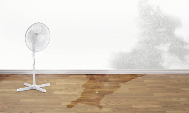 Best Basement water damage restoration  in Elmhurst, IL